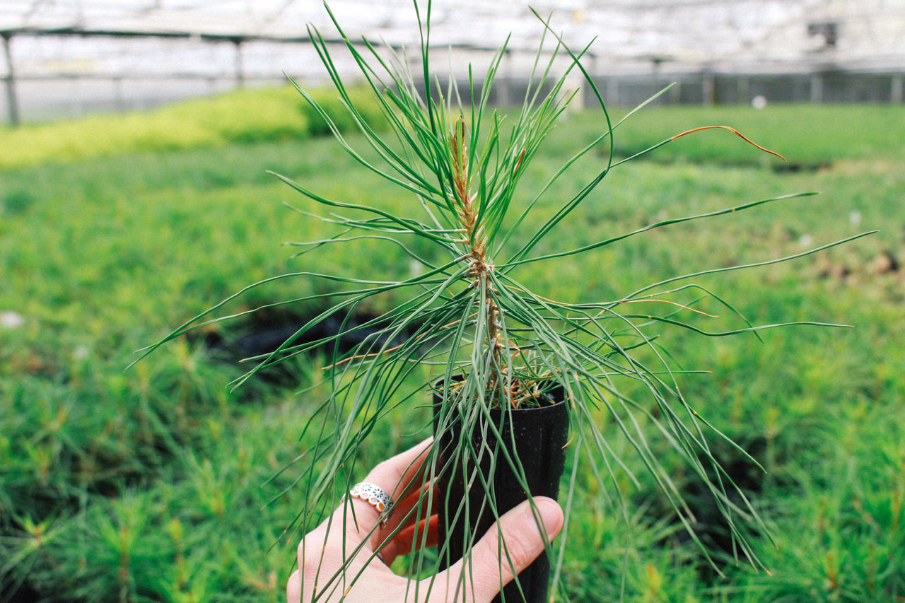 Tree to be Planted - Portofino Dry Gin