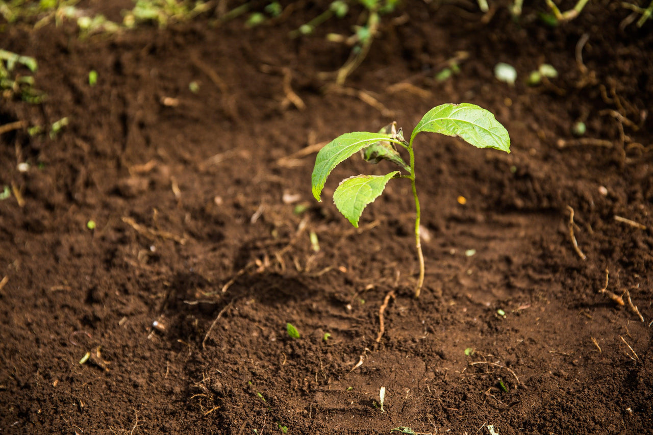 Tree to be Planted - Portofino Dry Gin