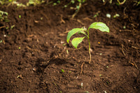Thumbnail for Tree to be Planted - Portofino Dry Gin