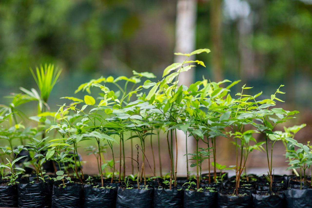 Tree to be Planted - Portofino Dry Gin